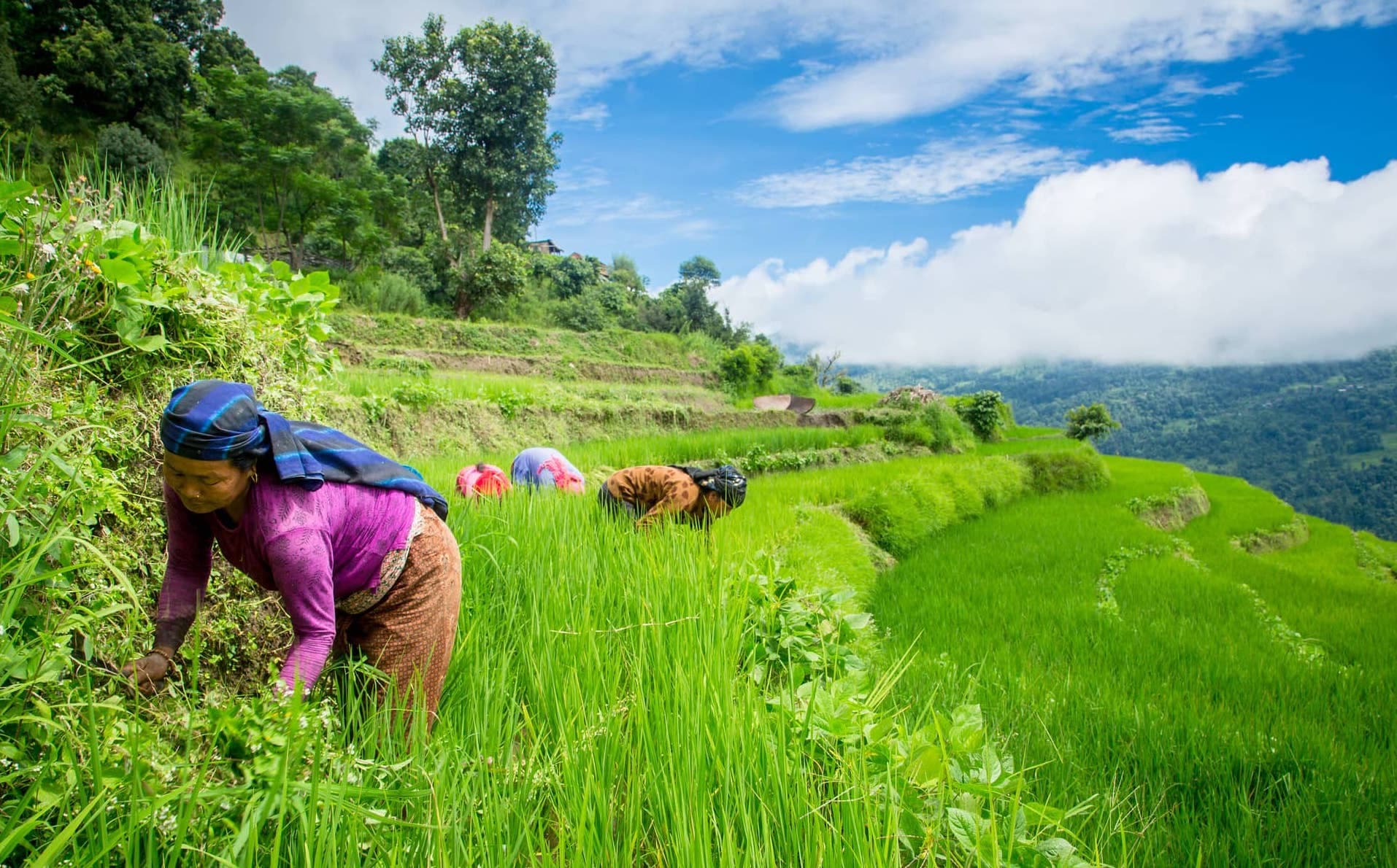 Farmers working across terraced rice fields in Nepal